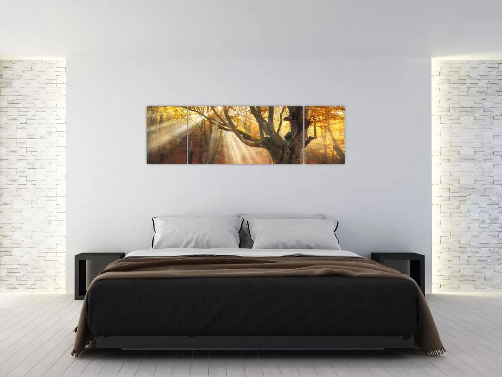 Obraz - Jesienny świt (170x50 cm)