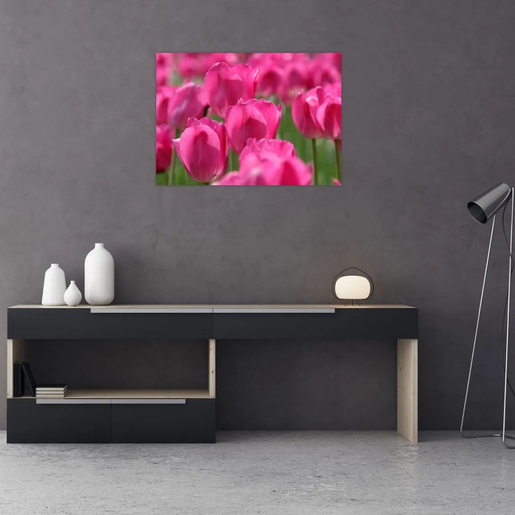 Obraz - Różowe tulipany (70x50 cm)