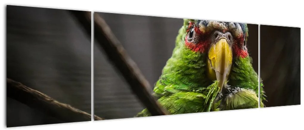 Obraz papugi (170x50 cm)