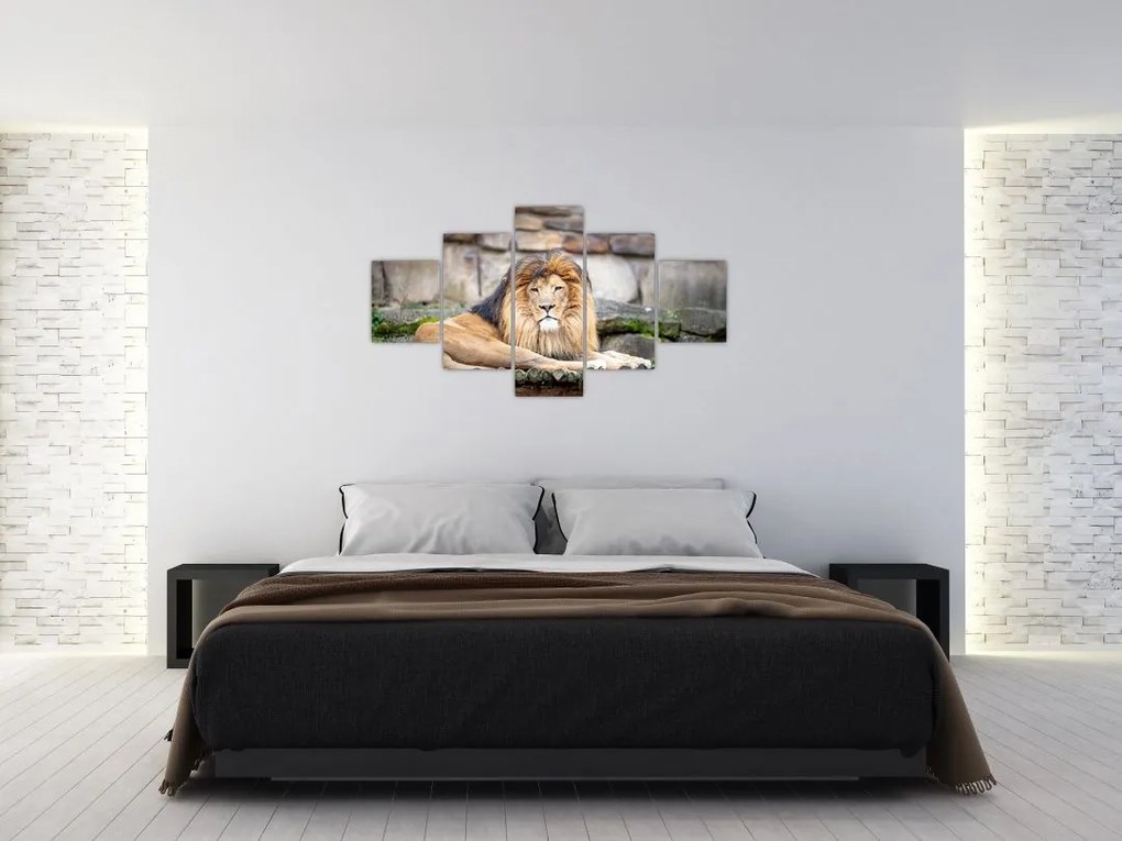 Obraz lwa (125x70 cm)