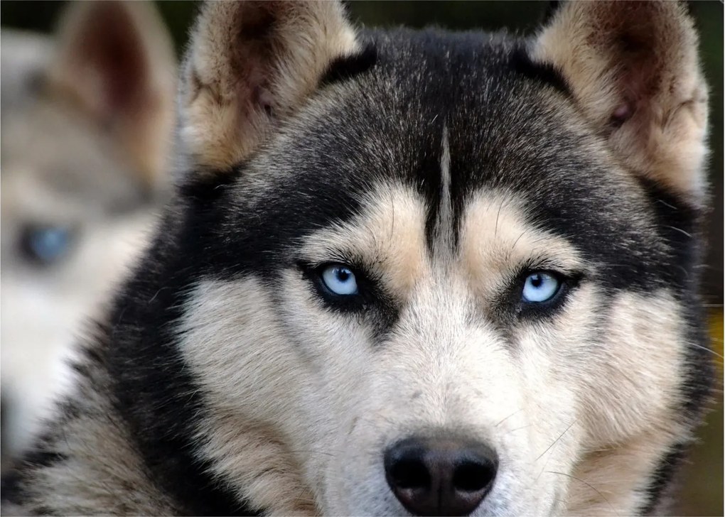 Obraz psa husky (70x50 cm)