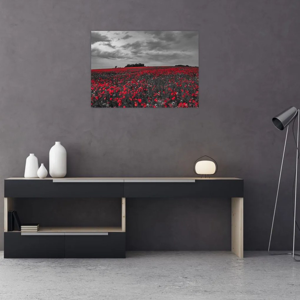 Obraz maków (70x50 cm)