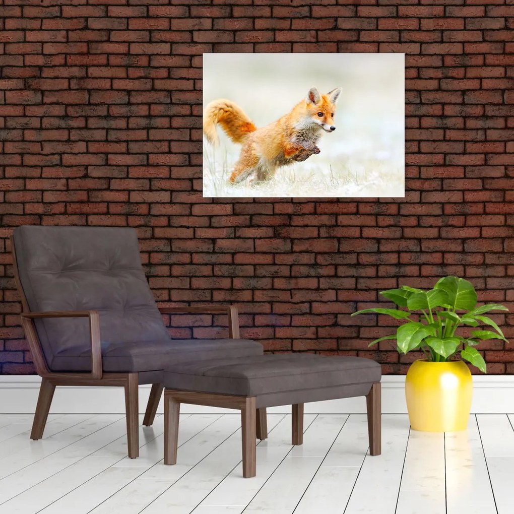 Obraz - Skaczący lis (70x50 cm)