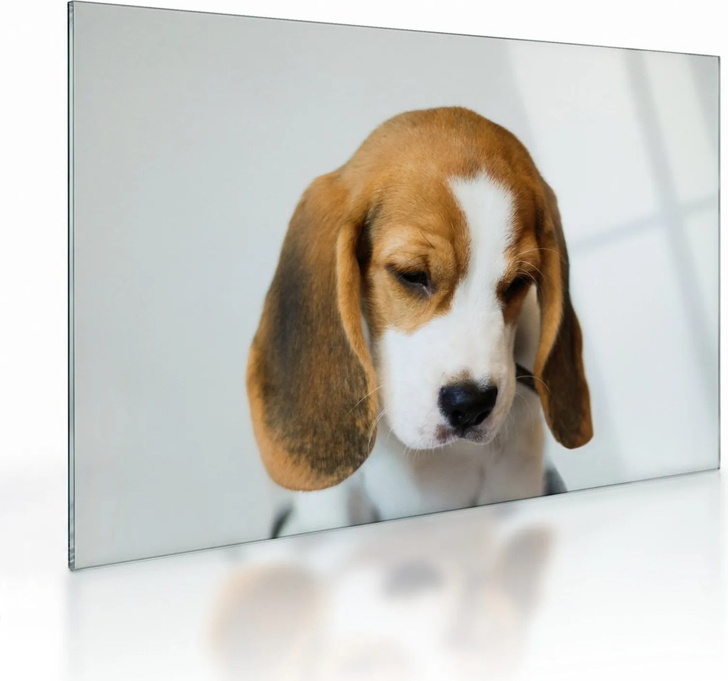 Obraz na szkle Beagle (70x50 cm)