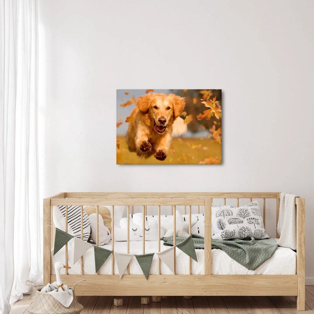 Obraz - Golden Retriever (70x50 cm)