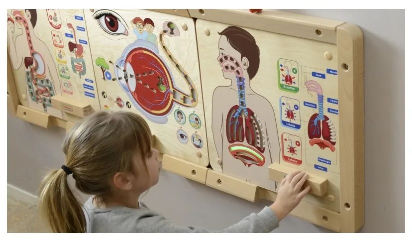 Masterkidz tablica edukacyjna układ oddechowy montessori