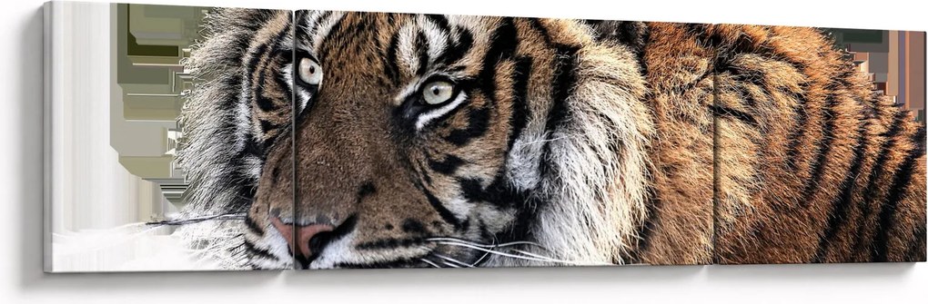 Obraz tygrysa (170x50 cm)