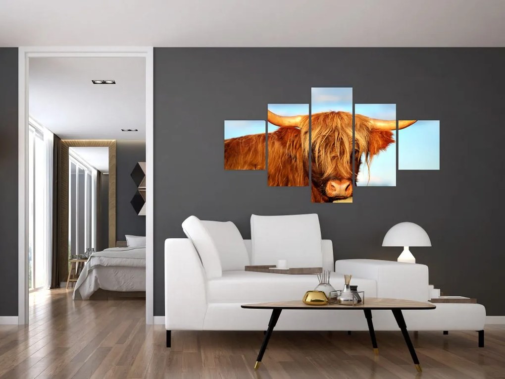 Obraz -Szkocka krowa (125x70 cm)