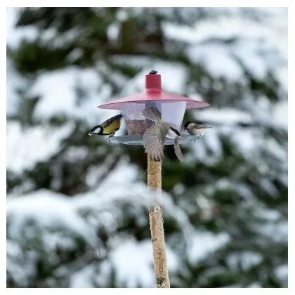 Karmnik dla ptaków Finch, czerwony