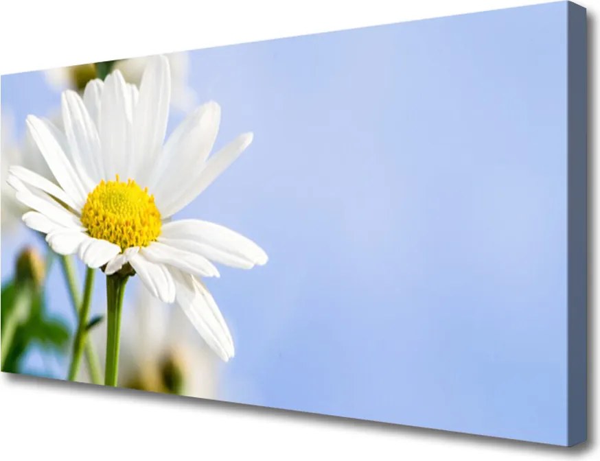 Obraz canvas Urok Polnej Stokrotki