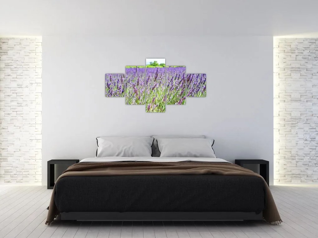 Obraz pola z lawendą (125x70 cm)