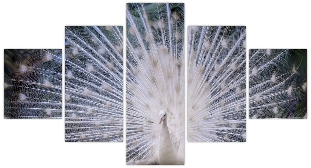 Obraz - Biały paw (125x70 cm)