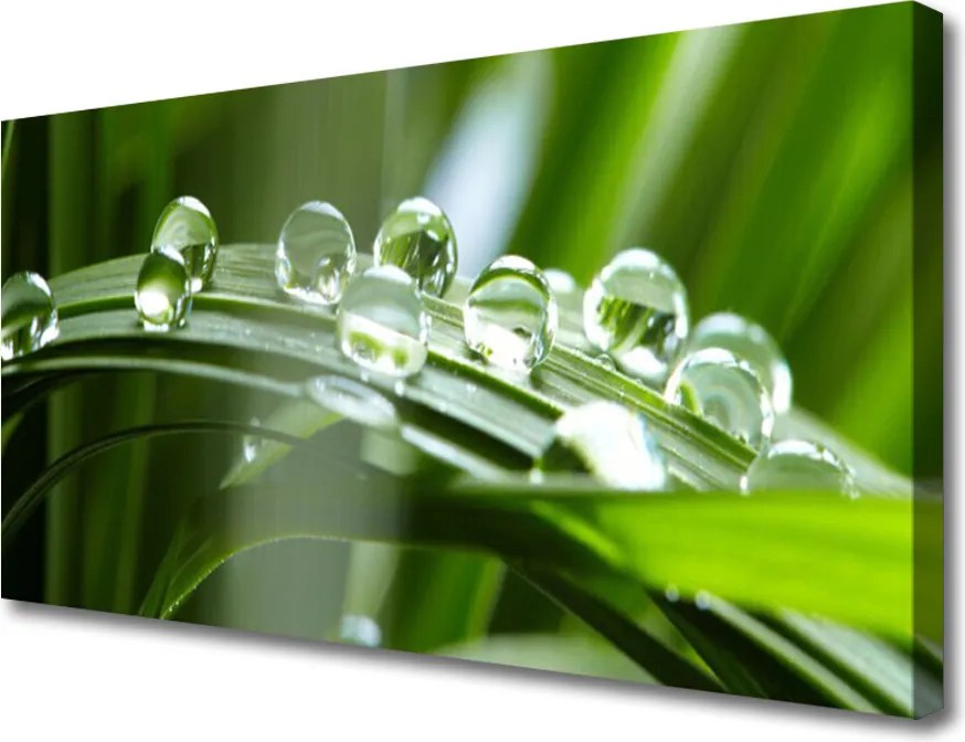 Zdjęcie na płótnie Krople Rosy na Źdźbłach