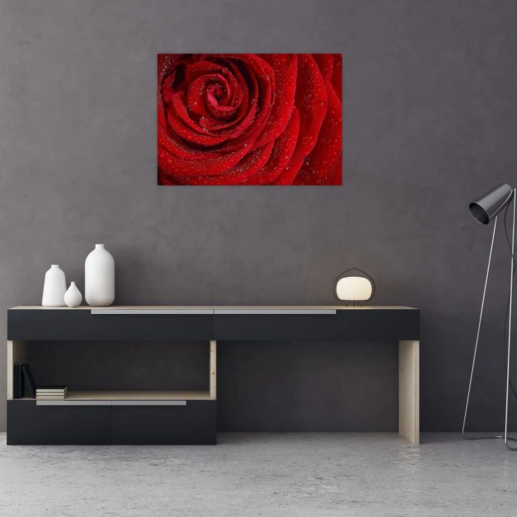 Obraz na szkle - szczegół róży (70x50 cm)