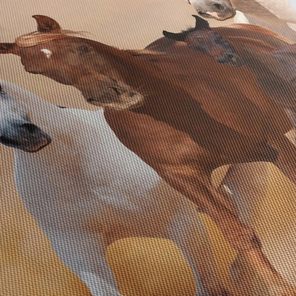 Obraz - Stado koni (70x50 cm)
