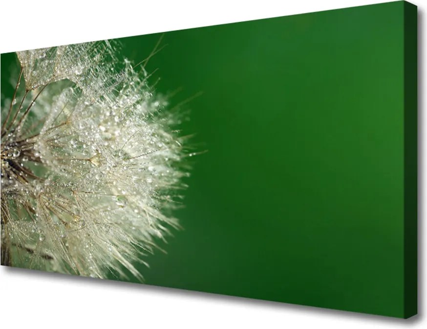 Obraz na płótnie Puszysty Mniszek Lekarski