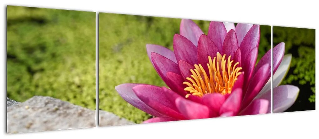 Obraz - Lilia wodna (170x50 cm)