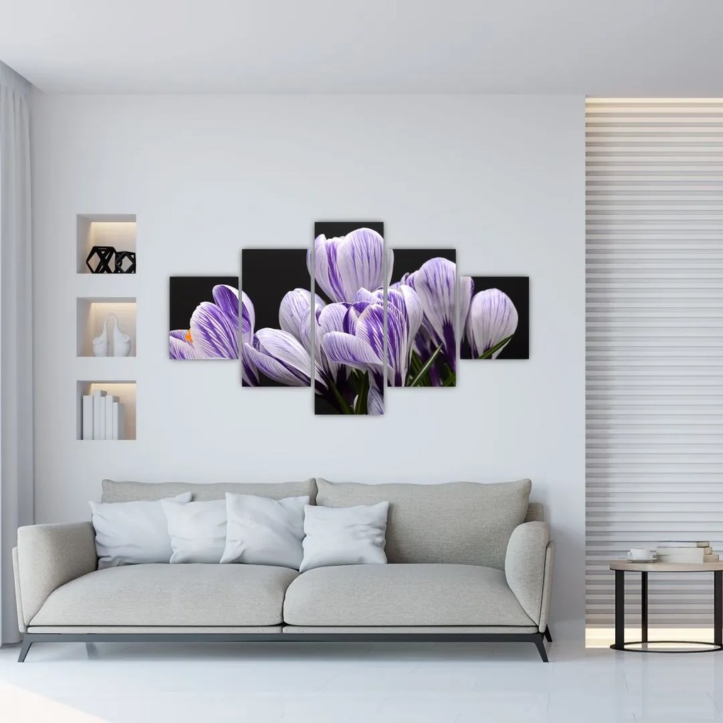 Obraz - Fioletowe krokusy (125x70 cm)