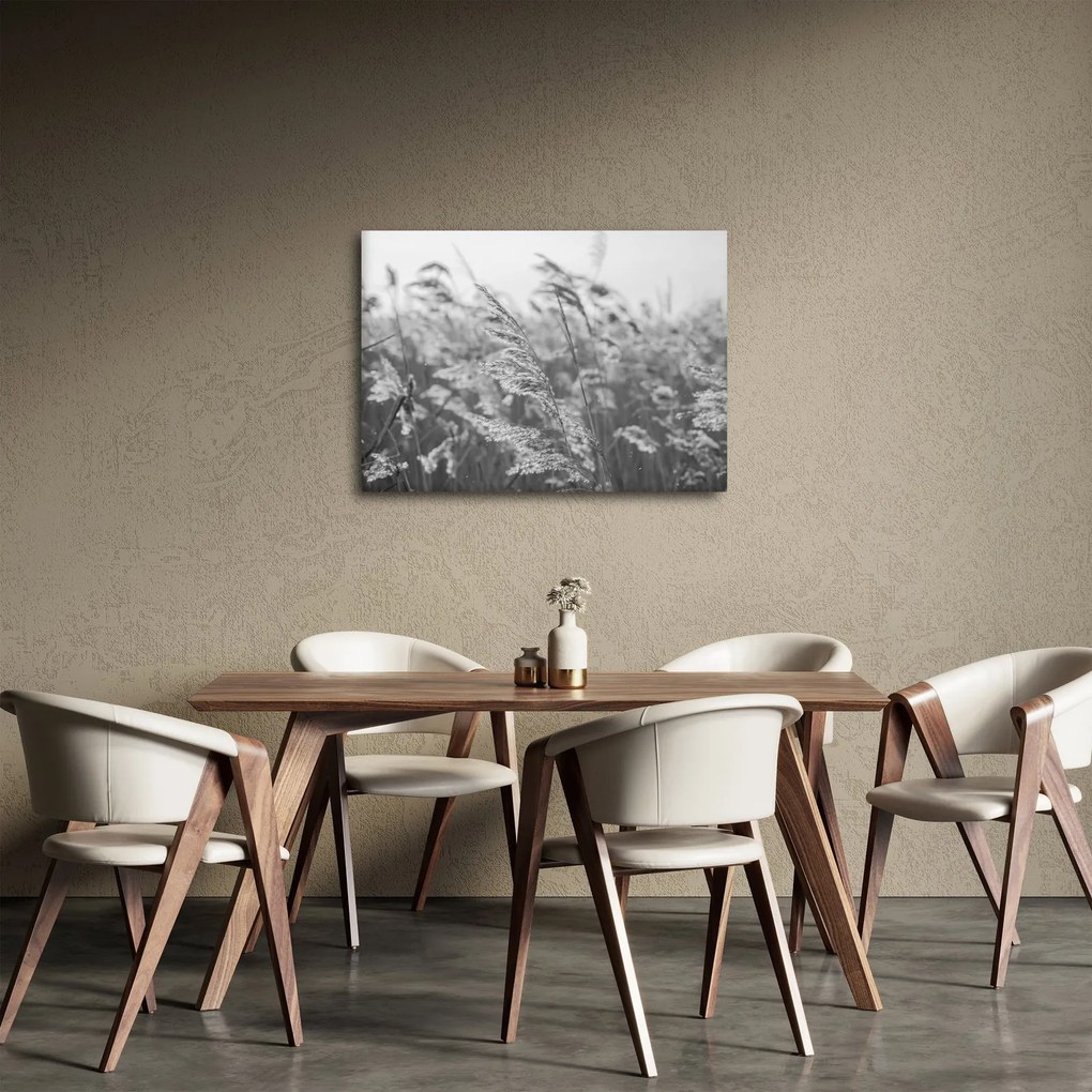 Obraz - Trawa na wietrze (70x50 cm)