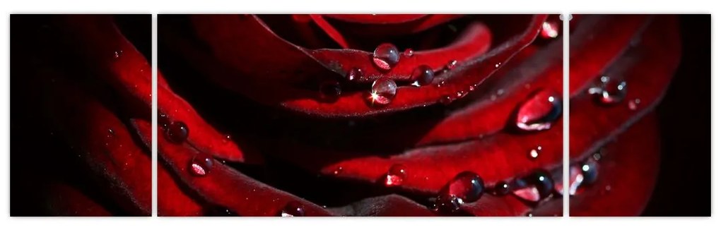 Obraz - Detal róży (170x50 cm)