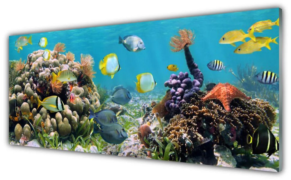 Panel Kuchenny Rafa Koralowa Natura