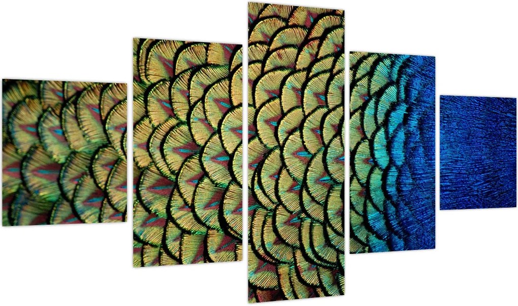 Obraz - Pawie pióra (125x70 cm)