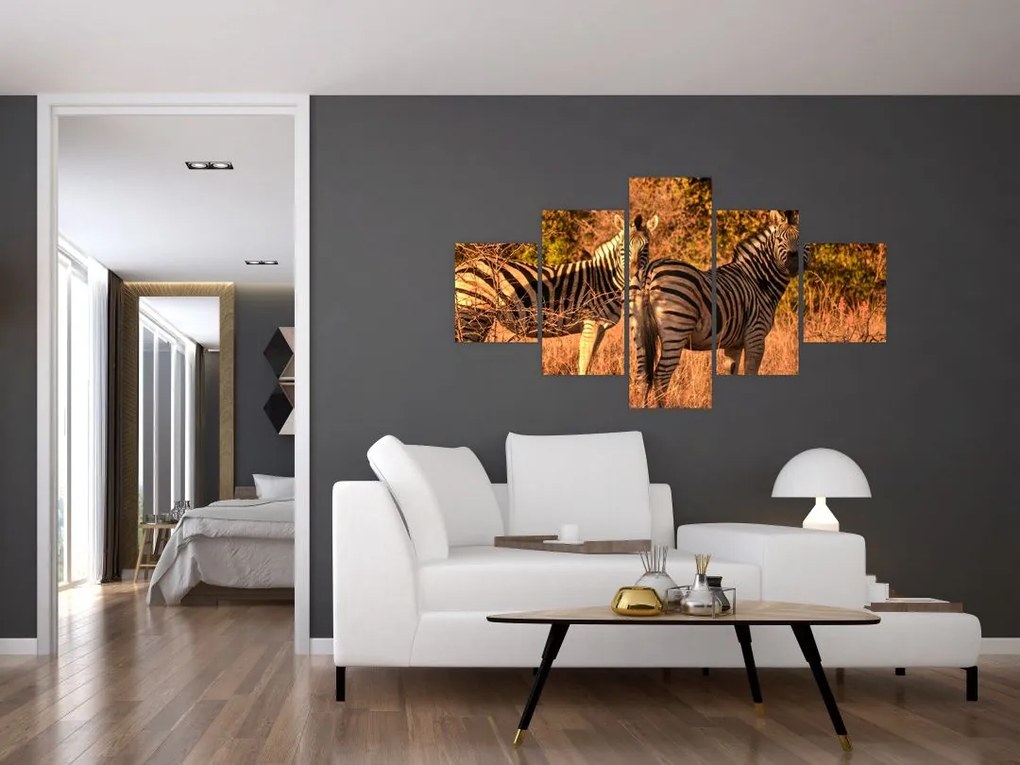 Obraz zebr (125x70 cm)