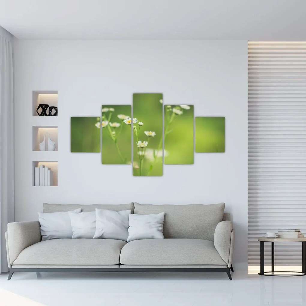 Obraz stokrotek (125x70 cm)