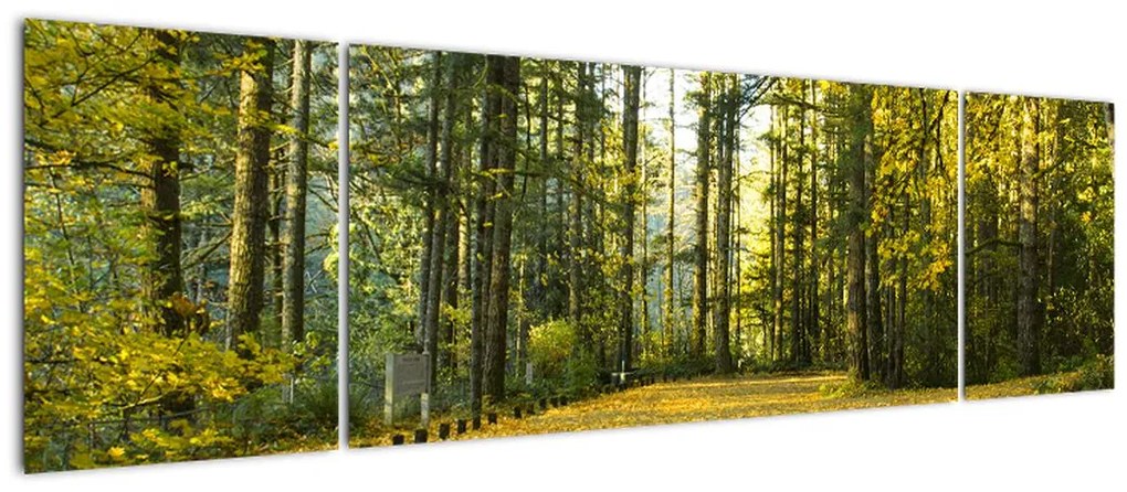 Obraz - las jesienią (170x50 cm)