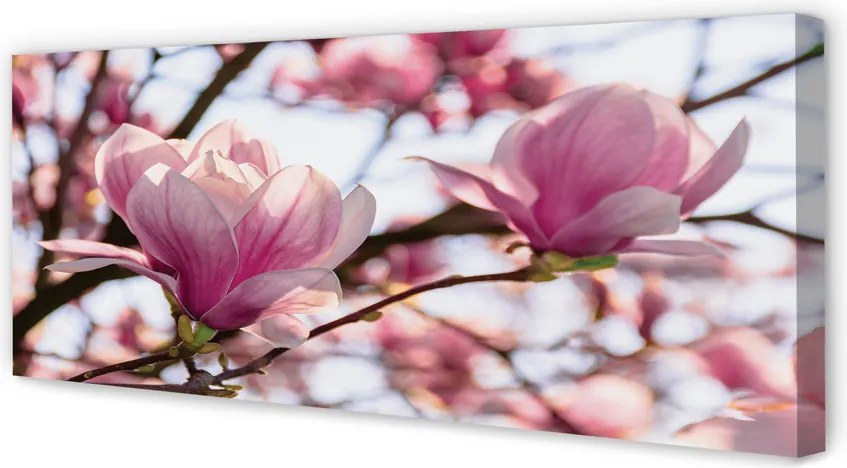Duży obraz na płótnie Drzewa Magnolii