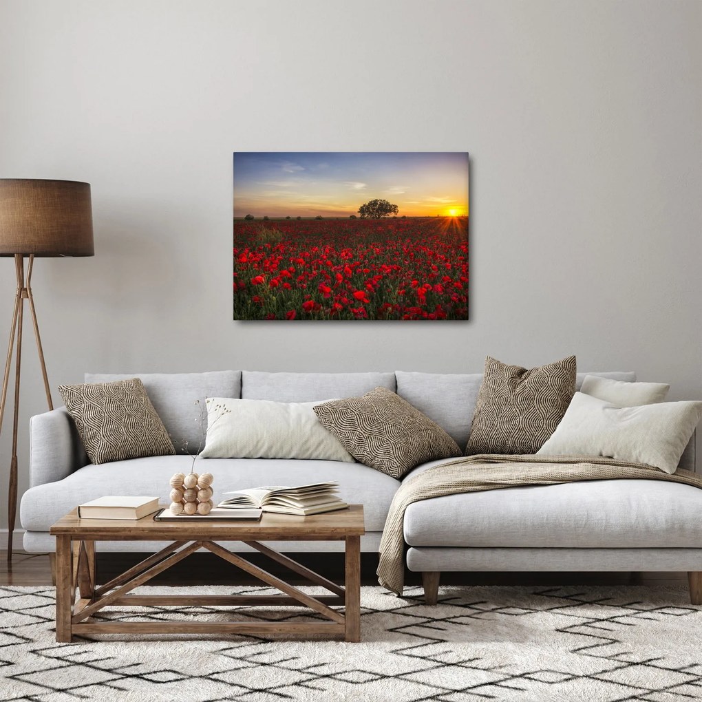Obraz łąki z makami (70x50 cm)