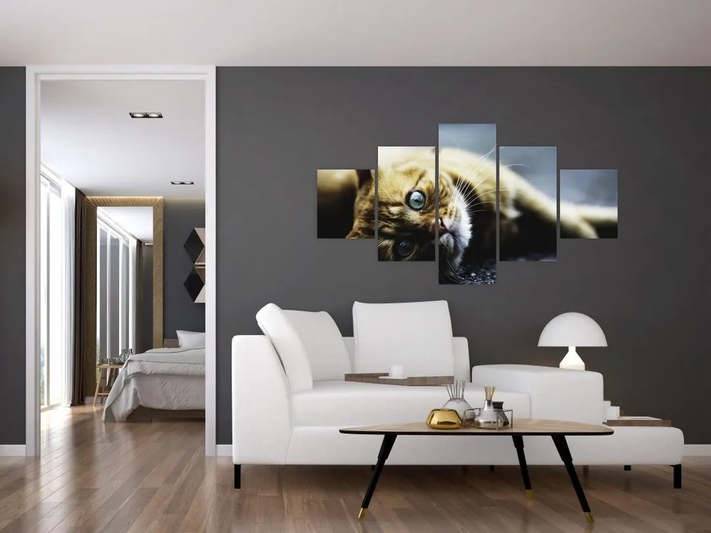Obraz kota (125x70 cm)