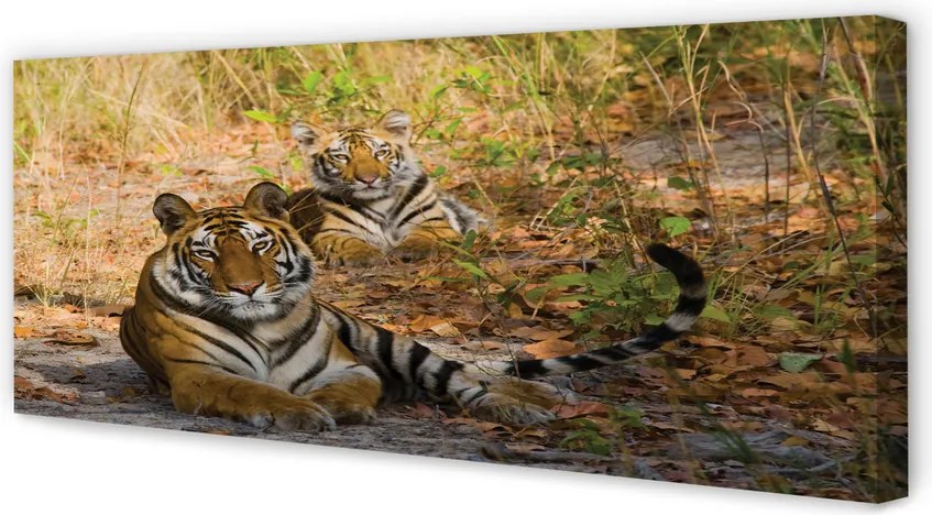 Obraz na płótnie Tygrysy w Dżungli