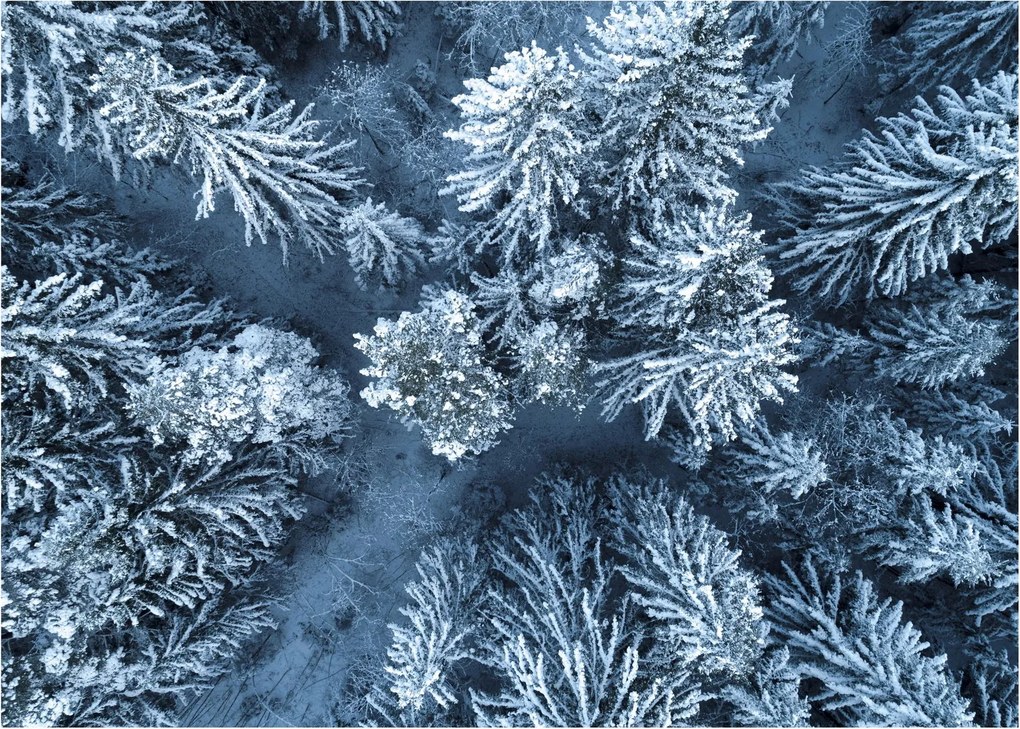 Obraz - Śnieżny las (70x50 cm)