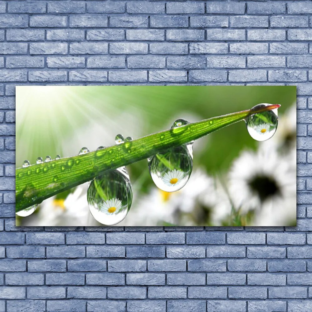 Obraz canvas Poranna Rosa na Trawie