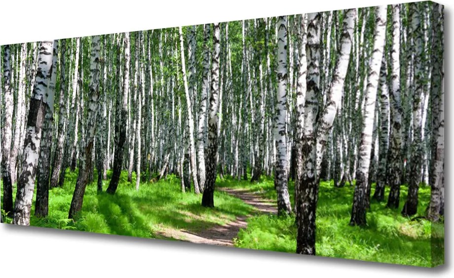 Zdjęcie na płótnie Spokój Leśnej Ścieżki