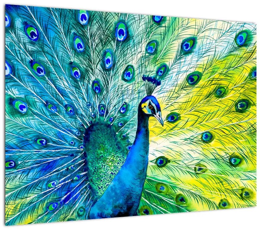 Obraz pawia (70x50 cm)
