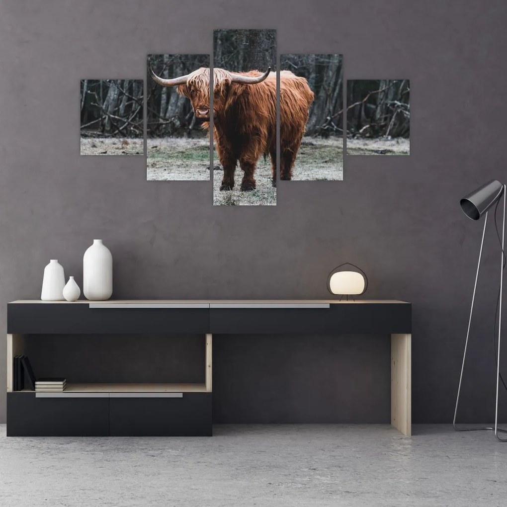 Obraz - Szkocka krowa 2 (125x70 cm)