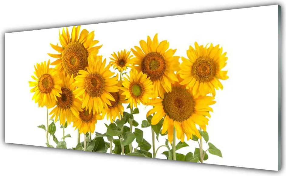 Panel Kuchenny Złociste Słoneczniki W Polu