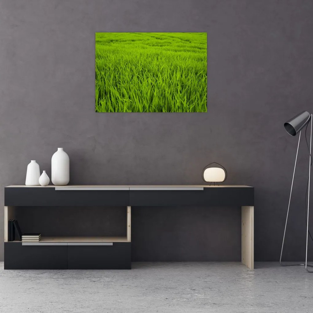 Obraz trawy (70x50 cm)