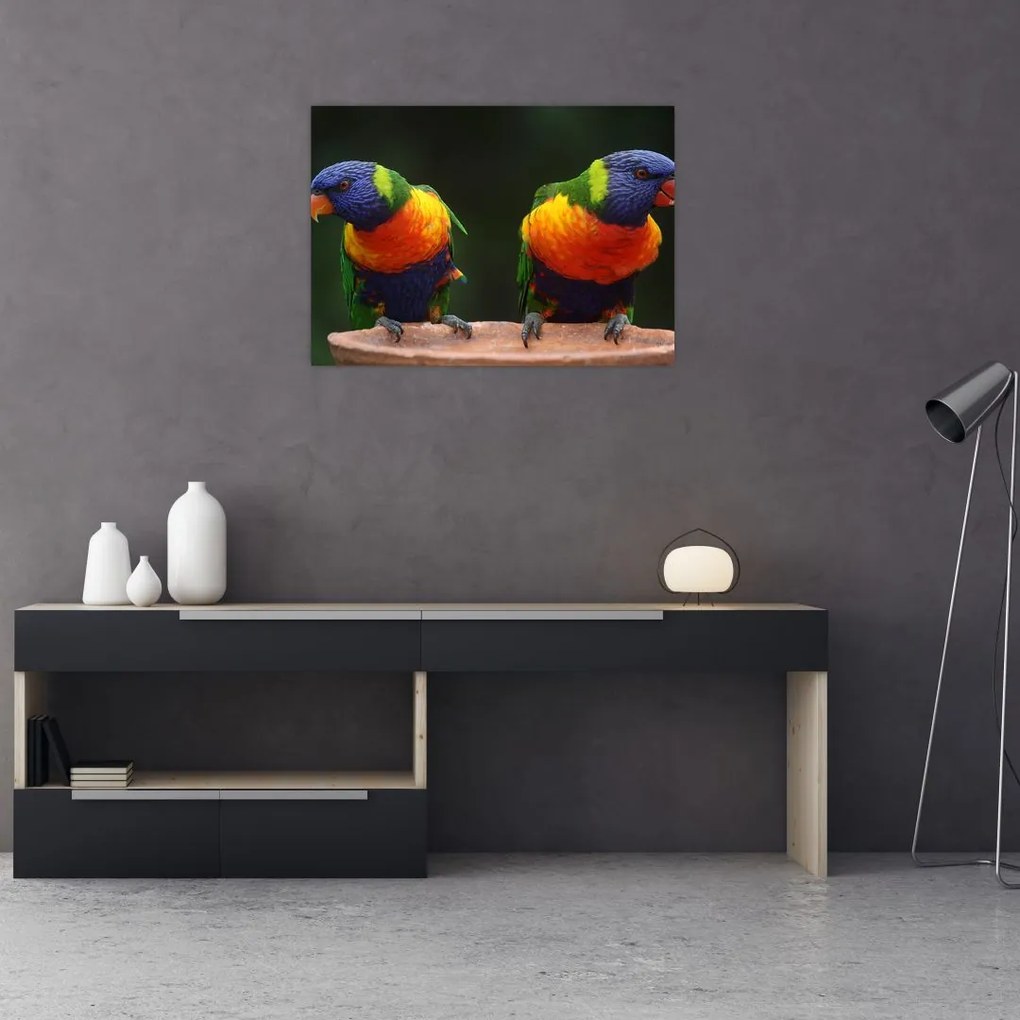 Obraz na szkle - papugi (70x50 cm)