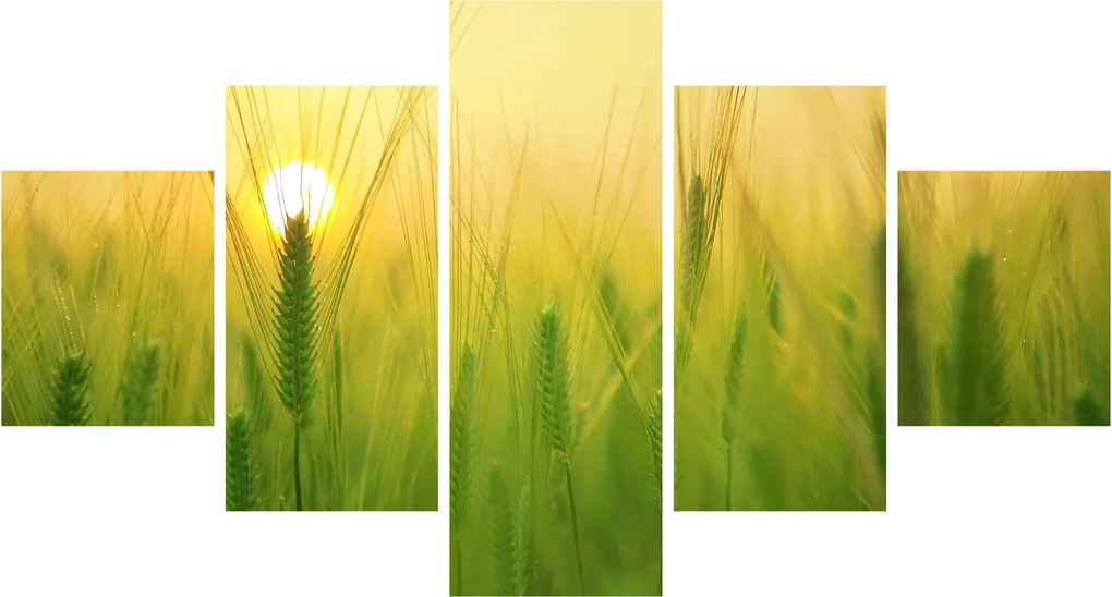 Obraz pola ze zbożem (125x70 cm)