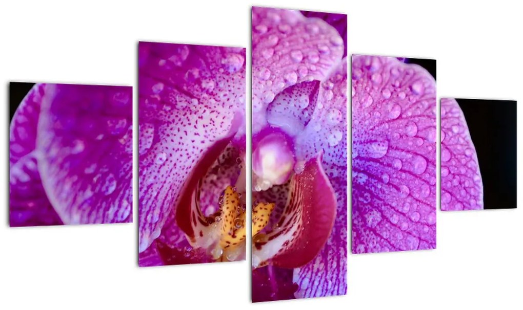 Zbliżenie kwiatu orchidei (125x70 cm)