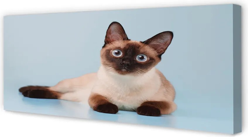 Zdjęcie na płótnie Odpoczywający Kot