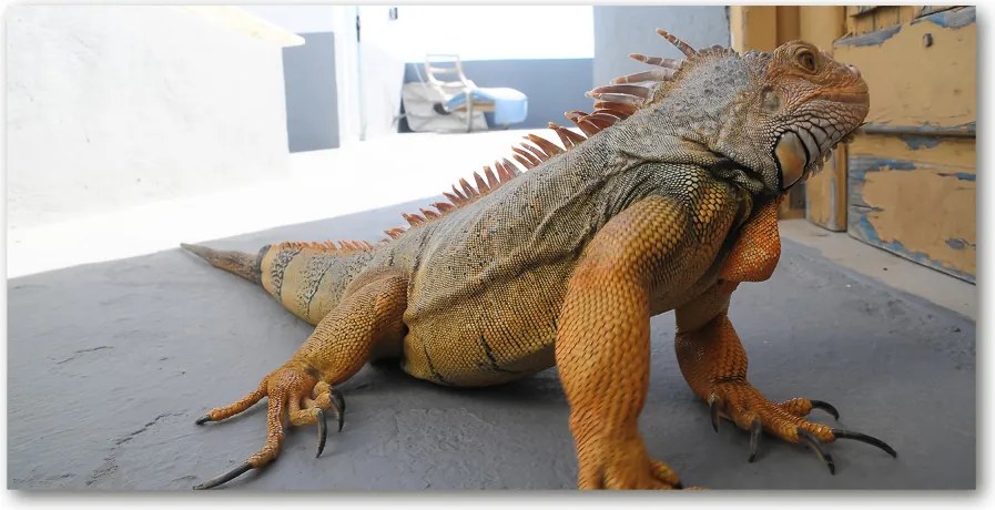 Obraz zdjęcie na scianę akrylowy Iguana