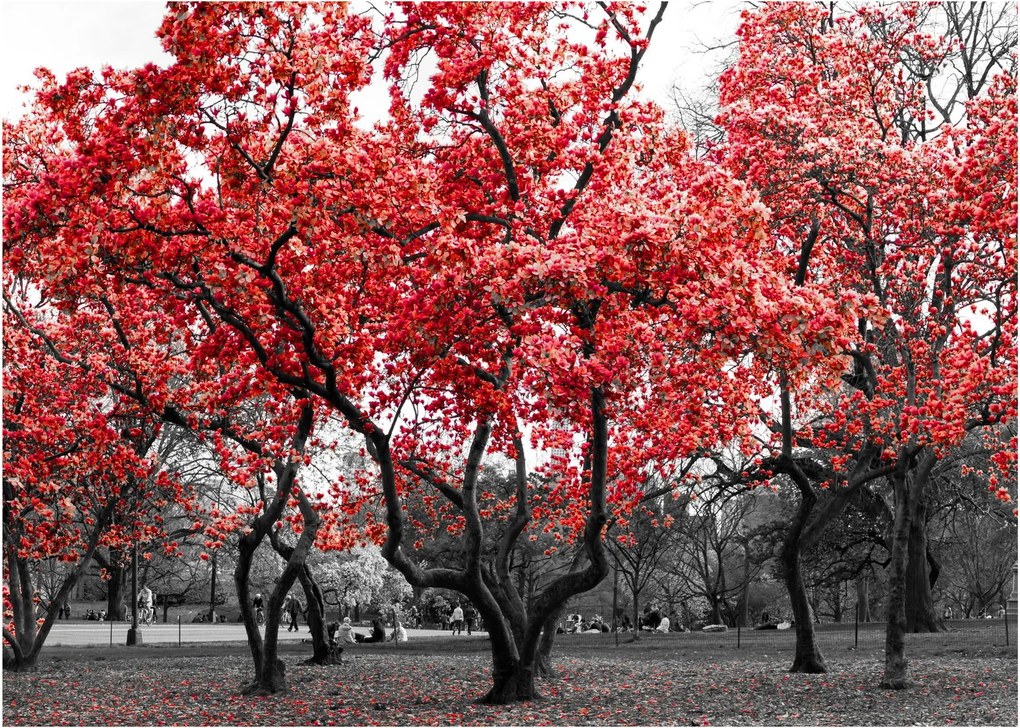 Obraz - Czerwone drzewa, Central Park, New York (70x50 cm)