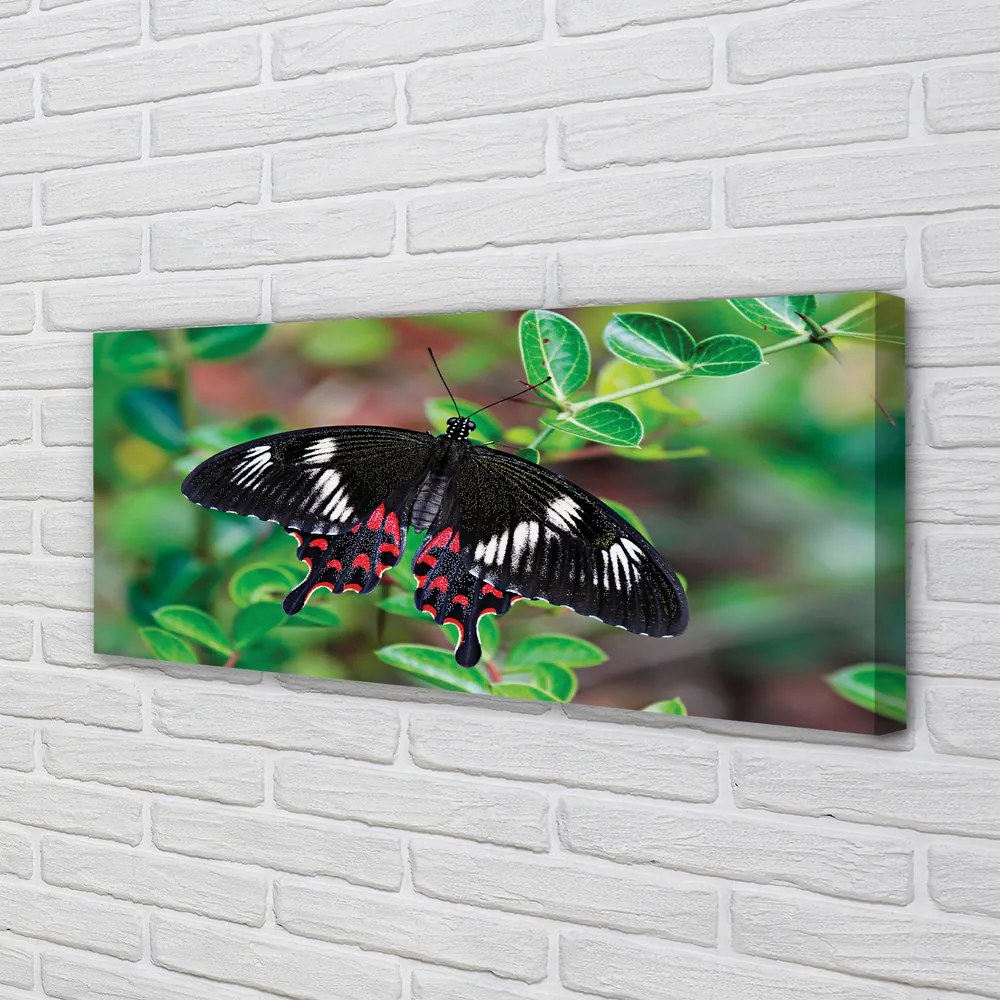 Obraz canvas na ścianę Liście i Kolorowy Motyl