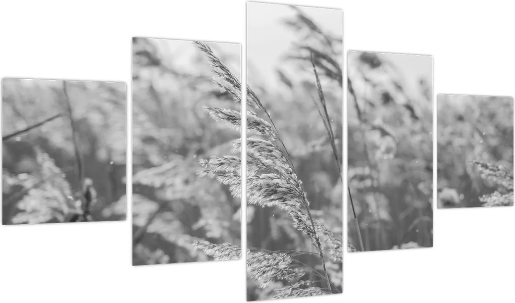 Obraz - Trawa na wietrze (125x70 cm)