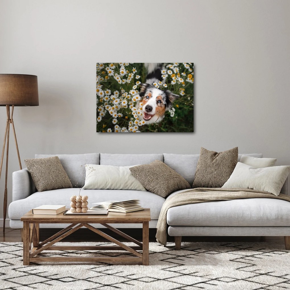 Obraz - Owczarek australijski (70x50 cm)