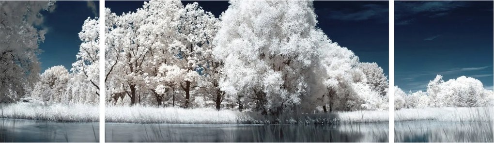 Obraz - Śnieżnobiałe drzewa (170x50 cm)
